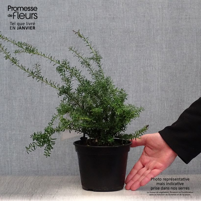 Example of Podocarpus lawrencii Blue Gem                    Pot van 2 l/3 l as you get in hiver