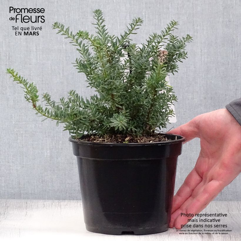 Exemplaar van Podocarpus lawrencii Blue Gem - Tasmaanse conifeer Pot van 2 l/3 l zoals geleverd in de lente