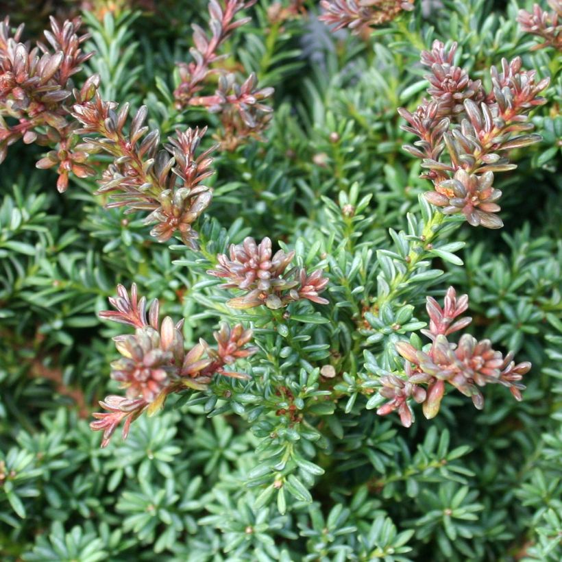 Podocarpus lawrencii Red Tip - Tasmaanse conifeer (Foliage)