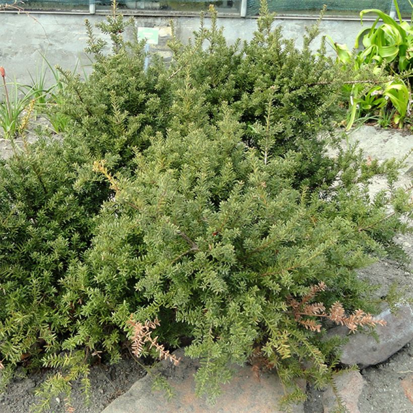Podocarpus nivalis - Sneeuw tōtara (Plant habit)