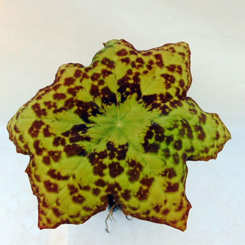 Podophyllum Spotty Dotty - Voetblad (Foliage)