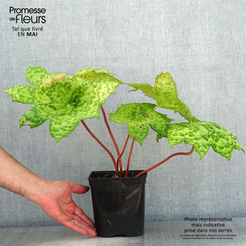 Exemplaar van Podophyllum Spotty Dotty - Voetblad Pot van 3 l/4 l zoals geleverd in de lente
