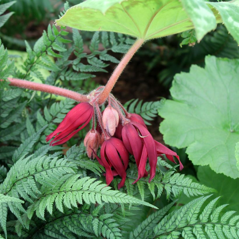 Podophyllum Spotty Dotty - Voetblad (Bloei)