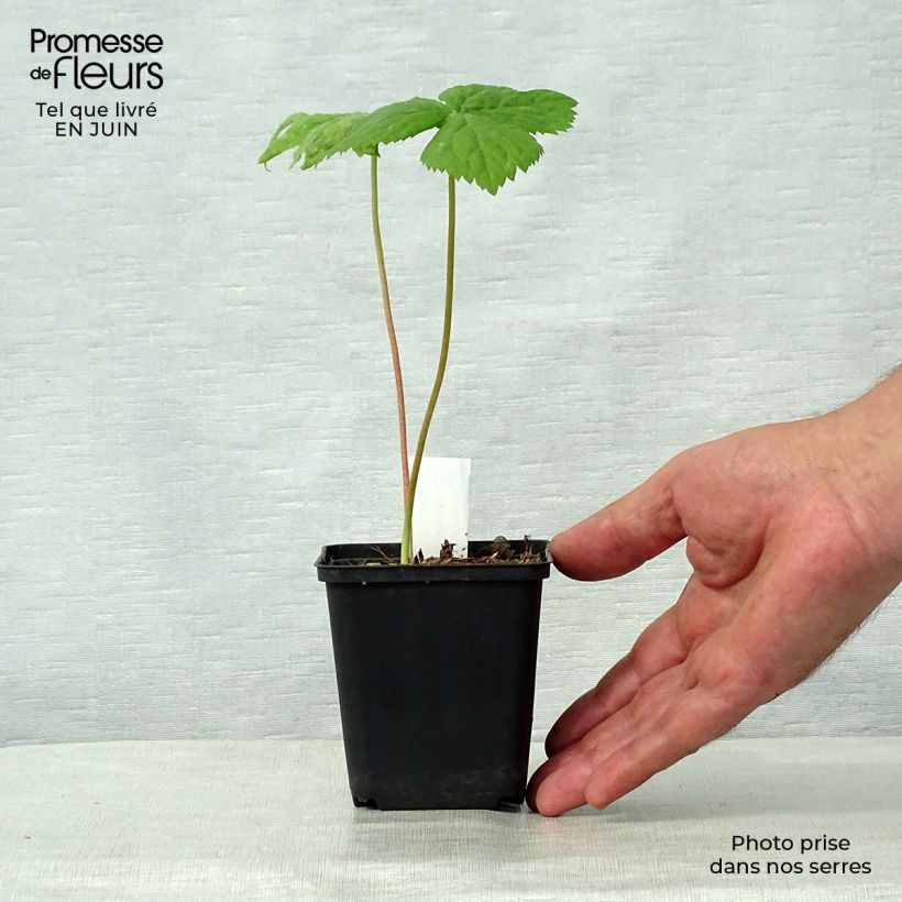 Exemplaar van Podophyllum hexandrum - Indische alruinwortel Kweekpotje van 8/9 cm zoals geleverd in de zomer