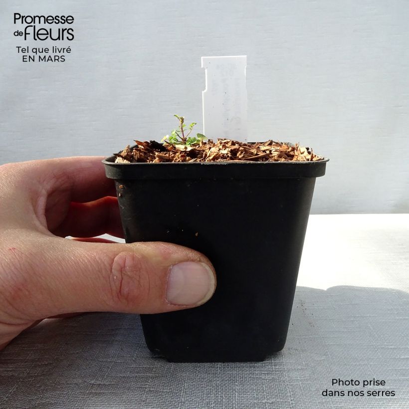 Exemplaar van Podophyllum hexandrum - Indische alruinwortel Kweekpotje van 8/9 cm zoals geleverd in de lente