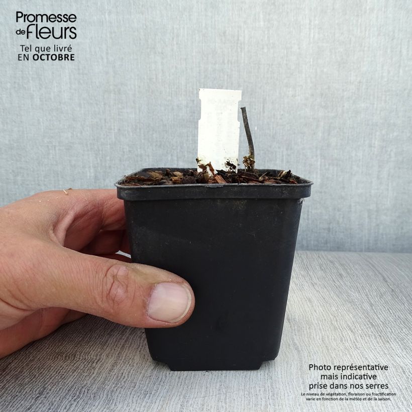 Exemplaar van Podophyllum hexandrum - Indische alruinwortel Kweekpotje van 8/9 cm zoals geleverd in de herfst