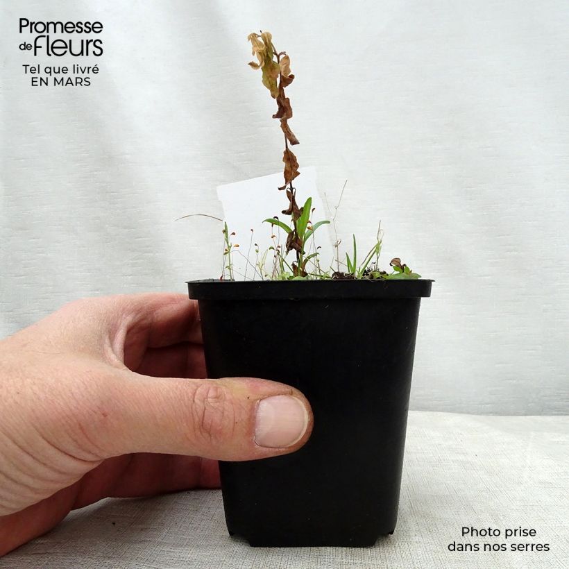 Exemplaar van Podophyllum peltatum - Schildvoetblad Kweekpotje van 8/9 cm zoals geleverd in de lente