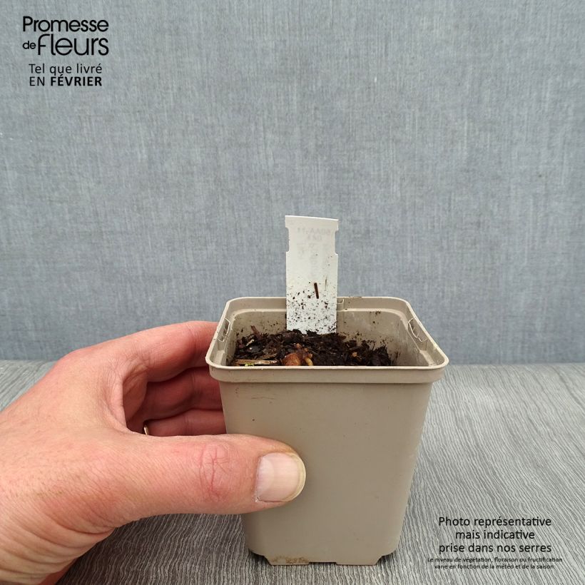 Example of Podophyllum peltatum - Schildvoetblad Kweekpotje van 8/9 cm as you get in hiver