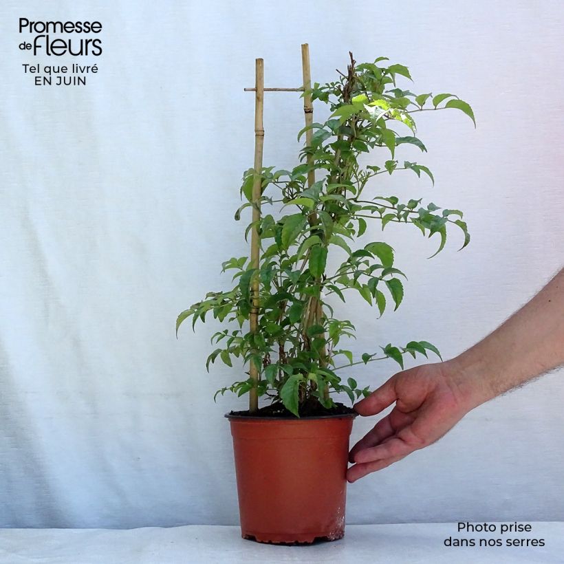 Exemplaar van Podranea ricasoliana - Trompetklimmer Pot van 2 l/3 l zoals geleverd in de zomer