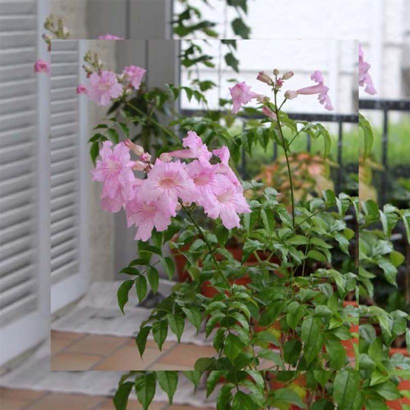 Podranea ricasoliana Comtesse Sarah - Trompetklimmer (Plant habit)