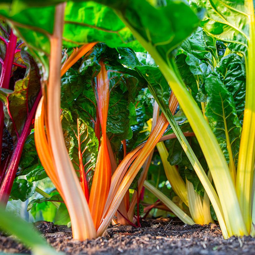 Snijbiet veelkleurig Fireworks BIO (Oogst)