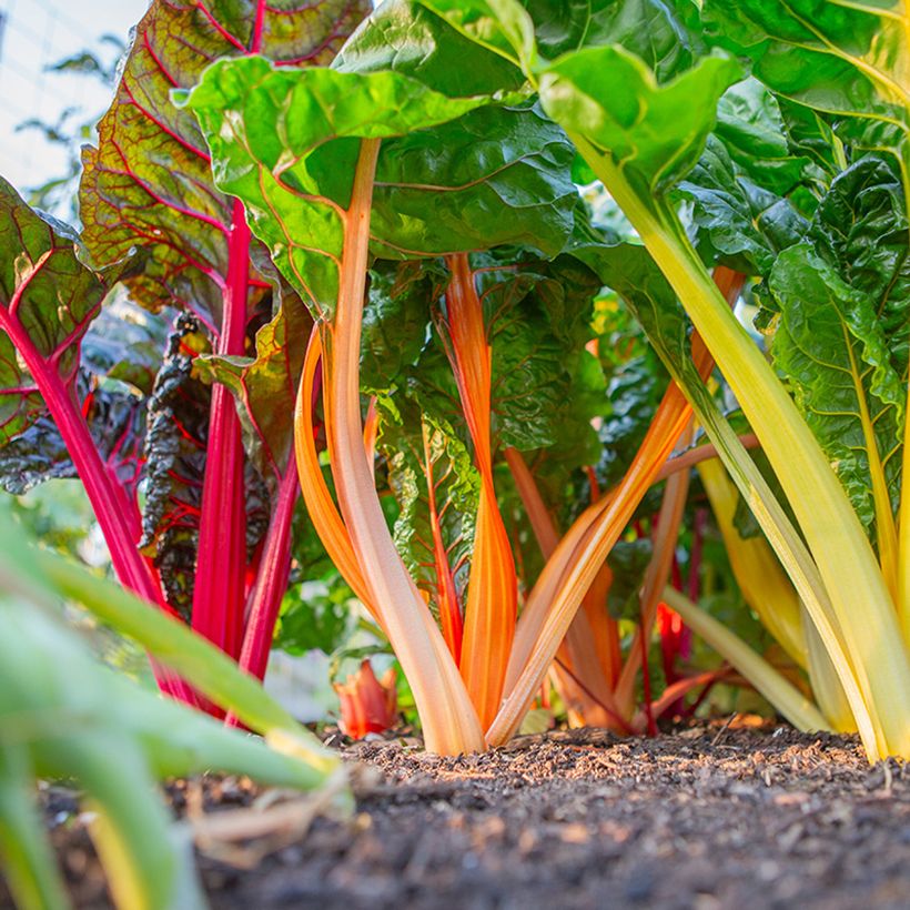 Snijbiet veelkleurig Fireworks BIO (Groeiplaats)