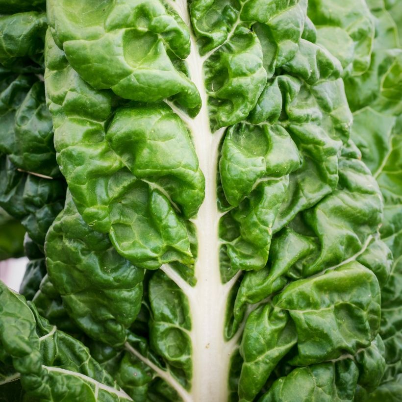 Snijbiet Witte kaarde 3 (jonge planten) (Blad)