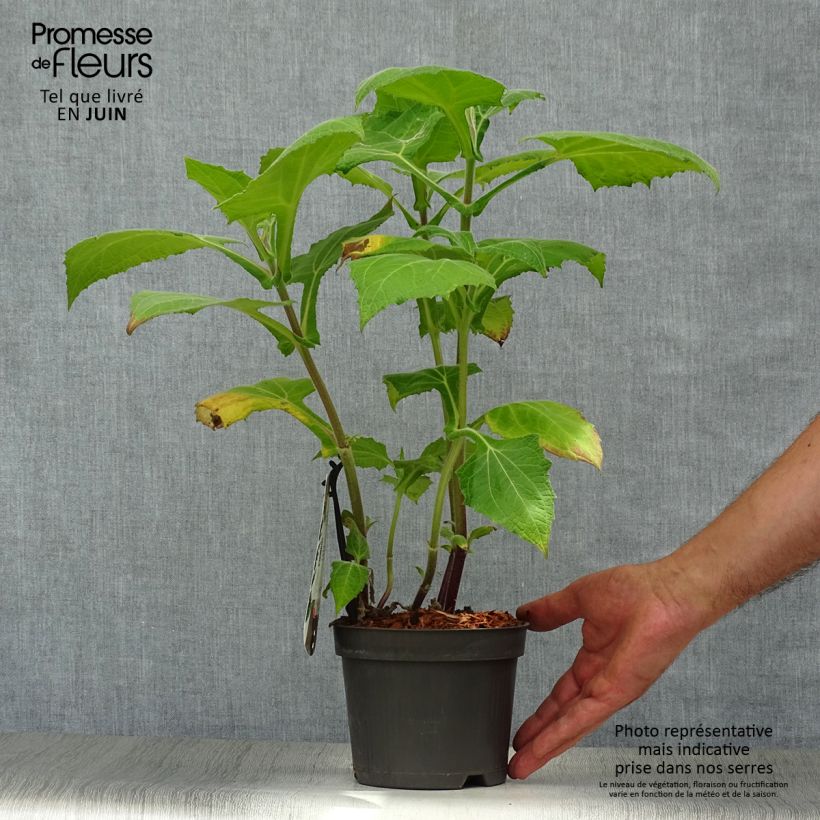 Exemplaar van Yacon Morado - Smallanthus sonchifolius Pot van 1,5 l/2 l zoals geleverd in de zomer