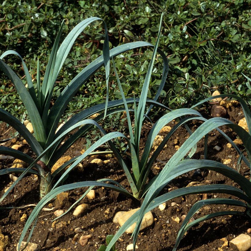 Prei Blauwe van Solaise (zaad) (Groeiplaats)