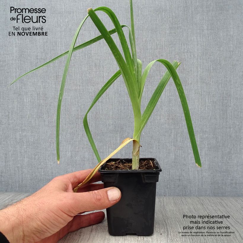 Exemplaar van Olifantenknoflook BIO - Allium ampeloprasum Kweekpotje van 7/8 cm zoals geleverd in de herfst