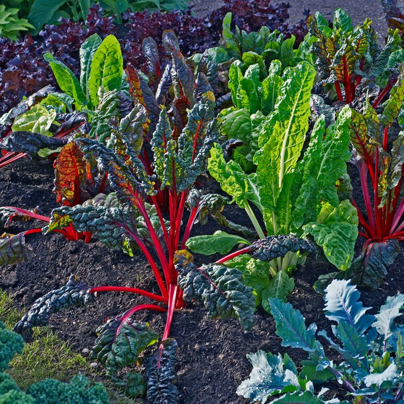 Snijbiet Bright Lights (Groeiplaats)