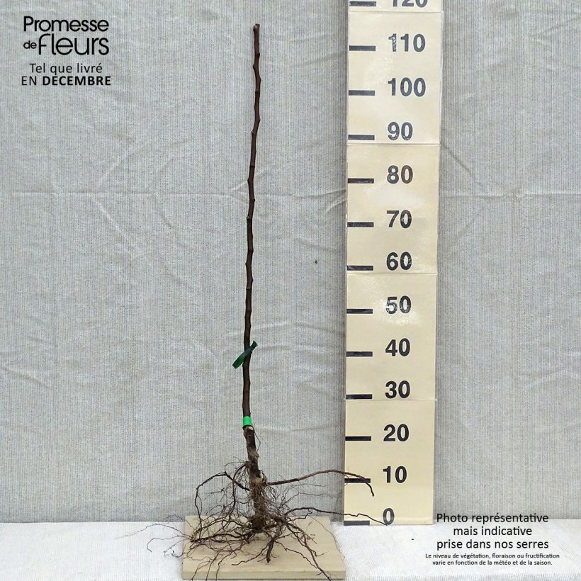 Exemplaar van Perenboom Beurré Clairgeau Naakte wortel, Onderstam zoals geleverd in de winter