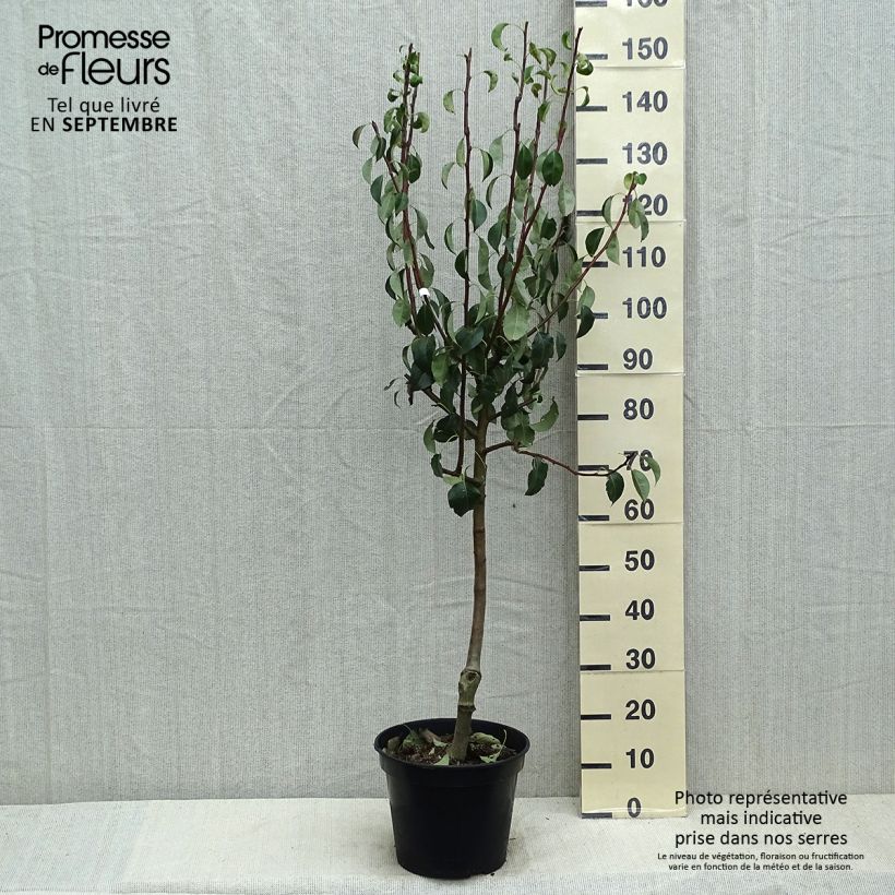 Exemplaar van Perenboom Beurré Giffard Pot van 7,5 l/10 l, Kelkvormig zoals geleverd in de zomer