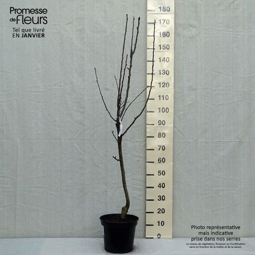 Exemplaar van Perenboom Beurré Giffard Pot van 7,5 l/10 l, Kelkvormig zoals geleverd in de winter