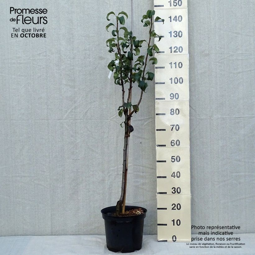 Exemplaar van Perenboom Beurre Hardy Pot van 7,5 l/10 l, Half-hoge stam zoals geleverd in de herfst