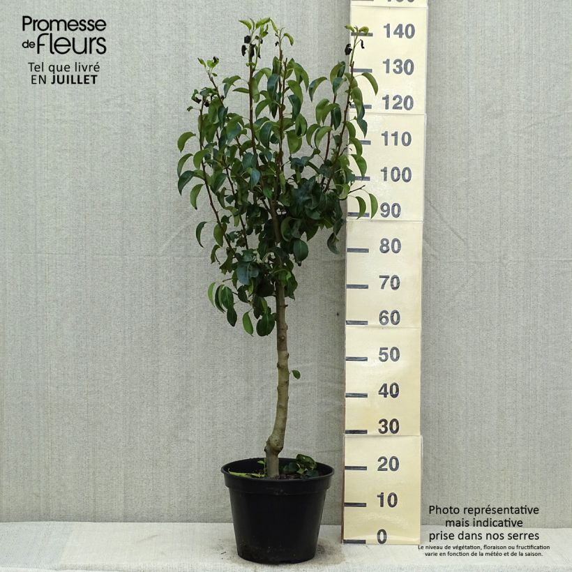 Exemplaar van Perenboom Beurre Hardy Pot van 7,5 l/10 l, Kelkvormig zoals geleverd in de zomer