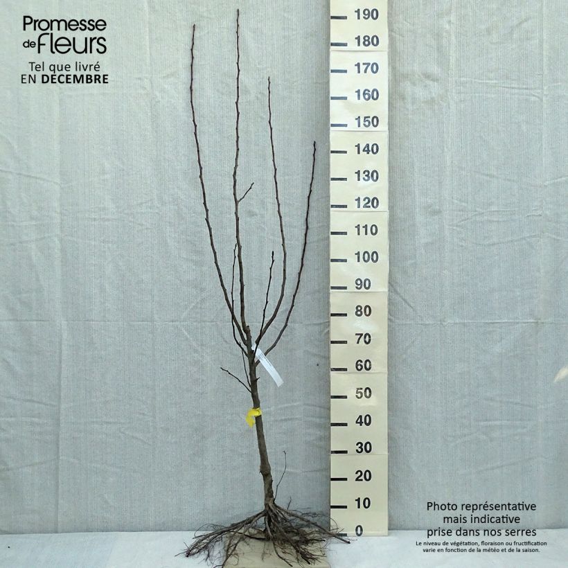 Exemplaar van Perenboom Beurre Hardy Naakte wortel, Kelkvormig zoals geleverd in de winter