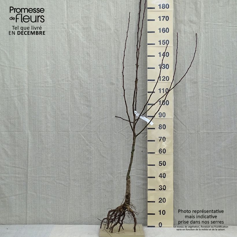 Exemplaar van Perenboom Clapp's Favorite Naakte wortel, Kelkvormig zoals geleverd in de winter