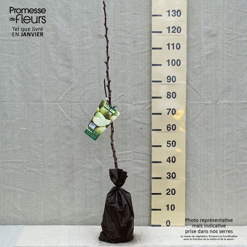 Exemplaar van Perenboom Gravin van Parijs Georges Delbard Plantklare kluit, Onderstam zoals geleverd in de winter