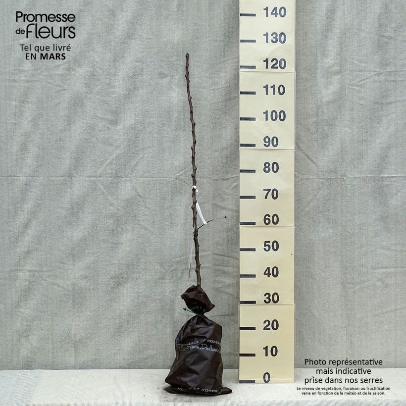 Exemplaar van Perenboom Gravin van Parijs Georges Delbard Plantklare kluit, Onderstam zoals geleverd in de lente