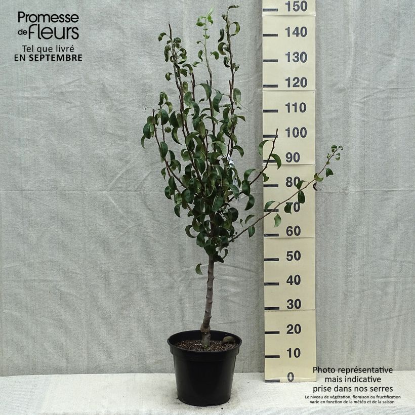 Exemplaar van Perenboom Gravin van Parijs Georges Delbard Pot van 7,5 l/10 l, Kelkvormig zoals geleverd in de zomer