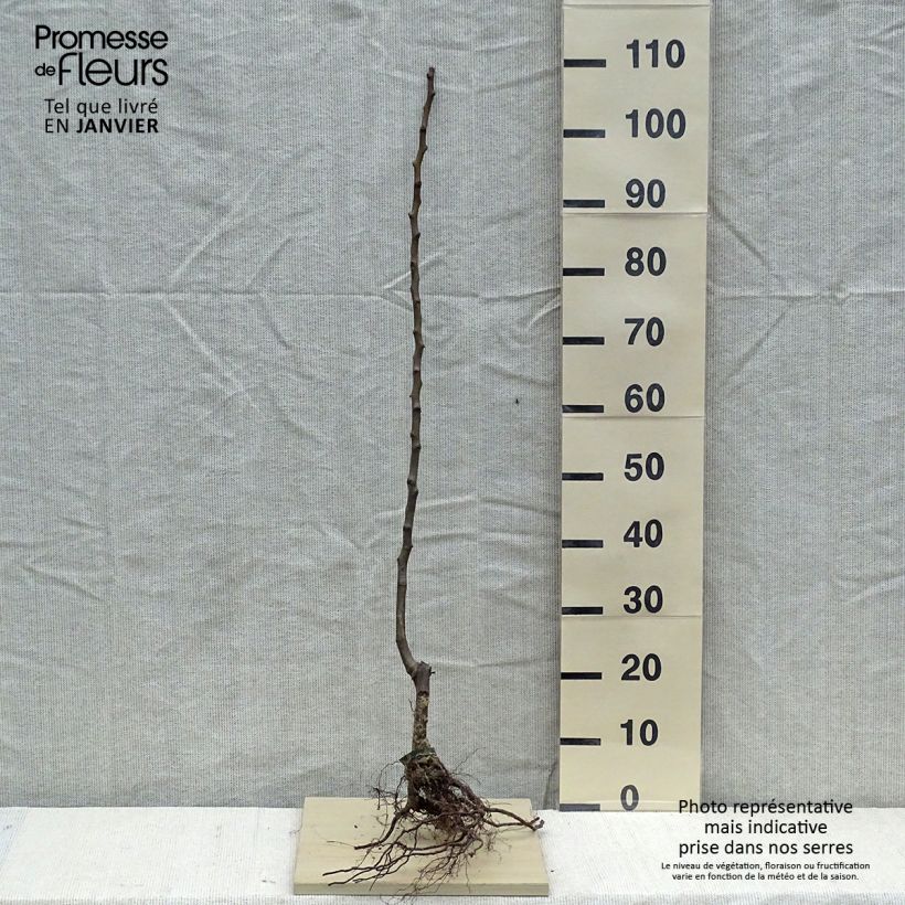 Exemplaar van Pyrus communis 'Conference' Biologisch zoals geleverd in de winter