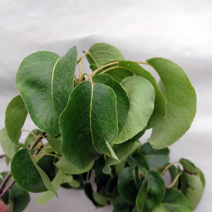 Perenboom Conference (Blad)