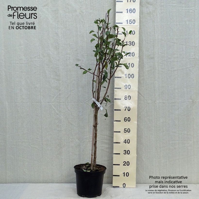 Exemplaar van Perenboom Conference Pot van 7,5 l/10 l, Kelkvormig zoals geleverd in de herfst