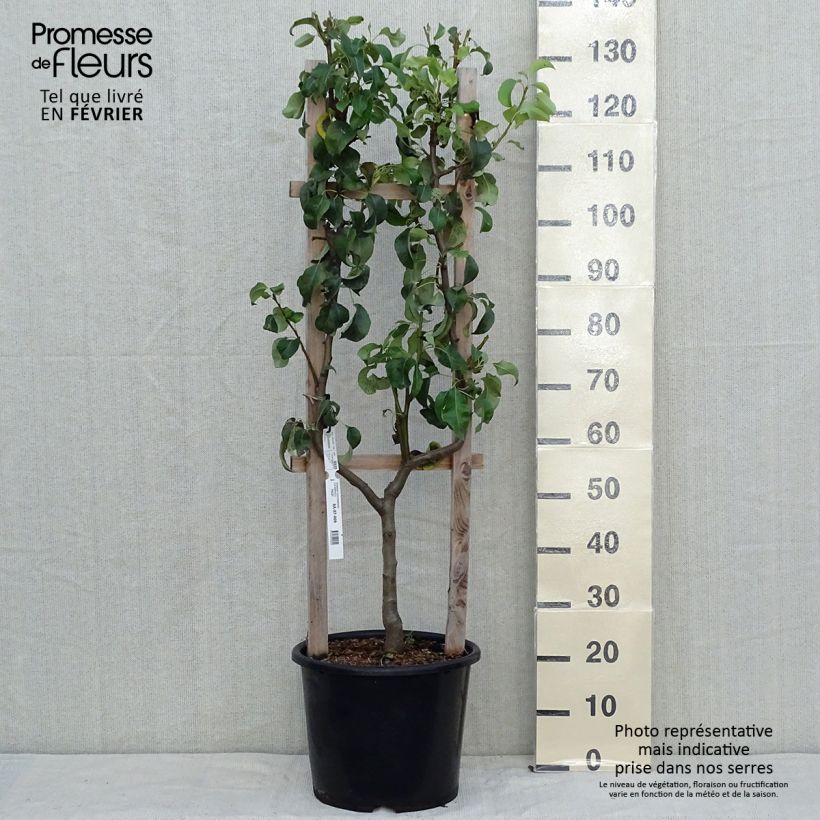 Exemplaar van Perenboom Conference Pot van 7,5 l/10 l, Enkel U-palmet zoals geleverd in de herfst