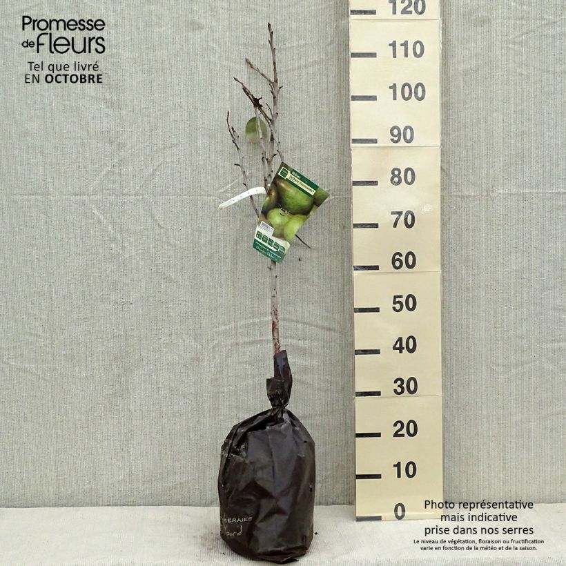 Exemplaar van Perenboom Delbard Gourmande Georges Delbard Plantklare kluit, Kelkvormig zoals geleverd in de herfst