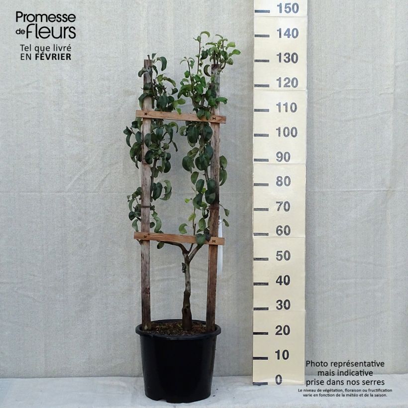 Exemplaar van Perenboom Doyenné du Comice Pot van 12 l/15 l, Enkel U-palmet zoals geleverd in de herfst