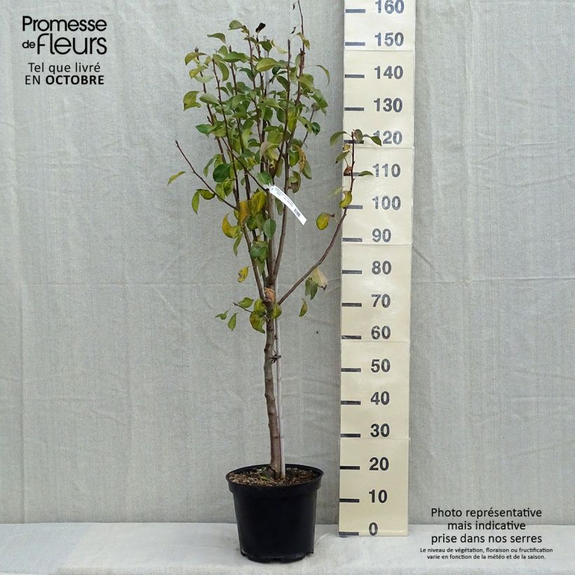 Exemplaar van Perenboom Hertogin van Angoulême Pot van 7,5 l/10 l, Kelkvormig zoals geleverd in de herfst