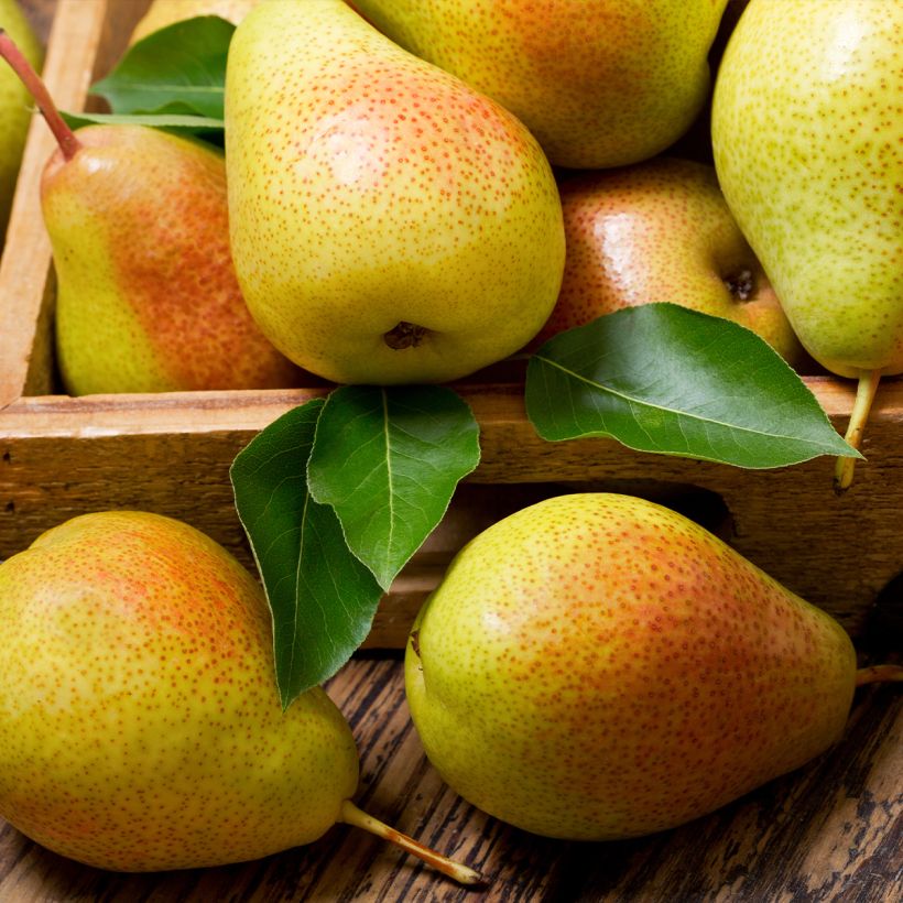 Perenboom Epine du Mas (Oogst)