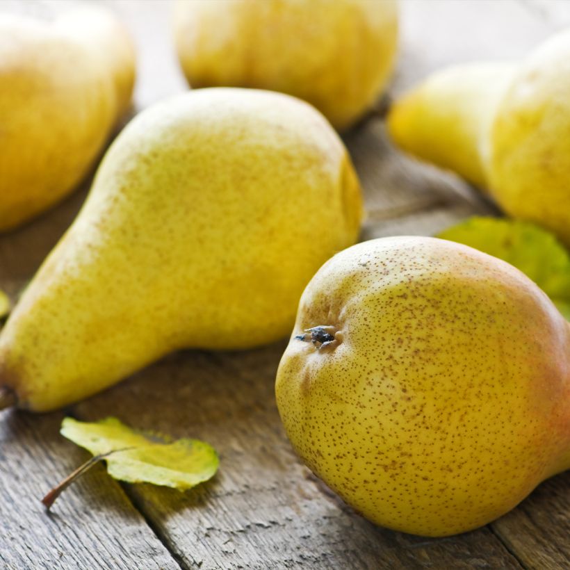 Perenboom Fertilia Delbard Delbard (Oogst)