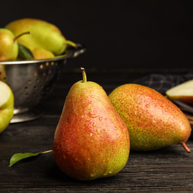 Perenboom Vijg van Alençon BIO (Oogst)