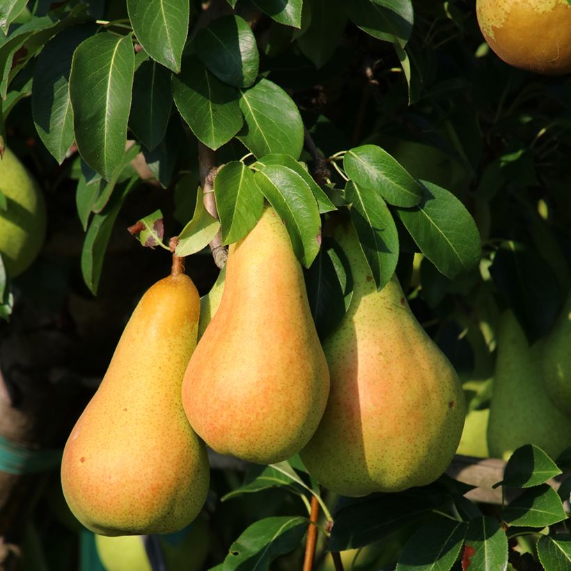 Perenboom Grand Champion BIO (Oogst)