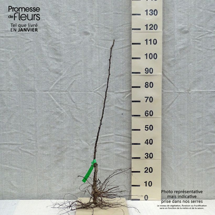 Exemplaar van Perenboom Jeanne d'Arc Naakte wortel, Onderstam zoals geleverd in de winter