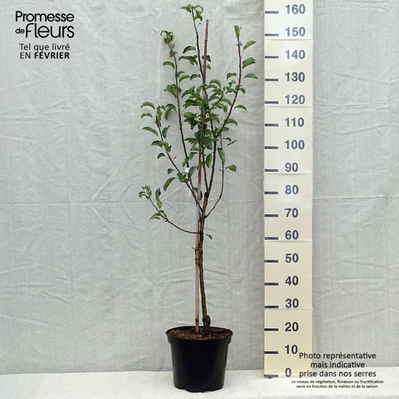 Exemplaar van Perenboom Jules Guyot Pot van 7,5 l/10 l, Kelkvormig zoals geleverd in de herfst