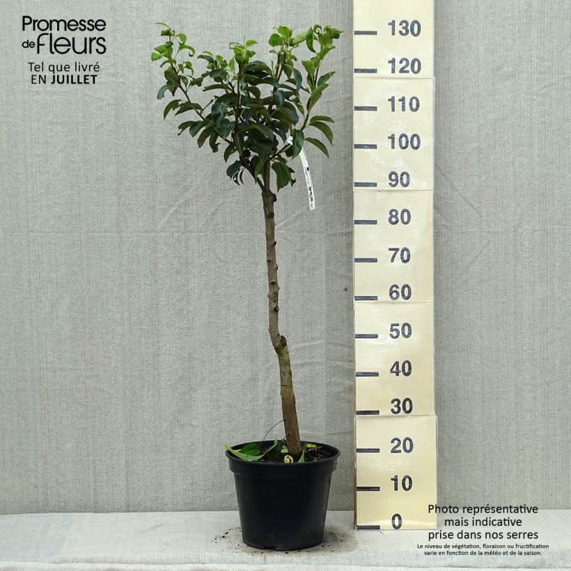 Exemplaar van Perenboom Jules Guyot Pot van 7,5 l/10 l, Kelkvormig zoals geleverd in de zomer