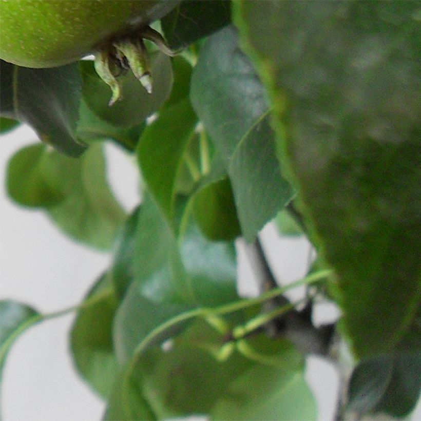 Perenboom Louise Bonne d'Avranches (Blad)