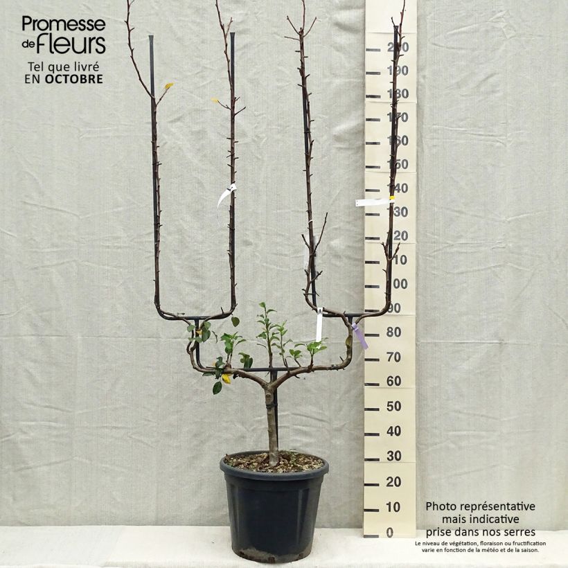 Exemplaar van Perenboom Generaal Leclerc Pot van 30L/35L , Dubbel U-palmet zoals geleverd in de herfst