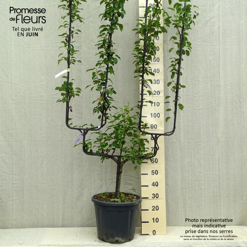 Exemplaar van Perenboom Generaal Leclerc Pot de 30L/35L, Dubbel U-palmet zoals geleverd in de zomer