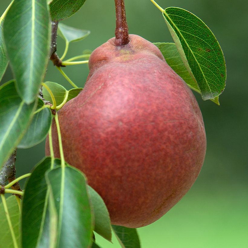 Perenboom Starkrimson BIO (Oogst)