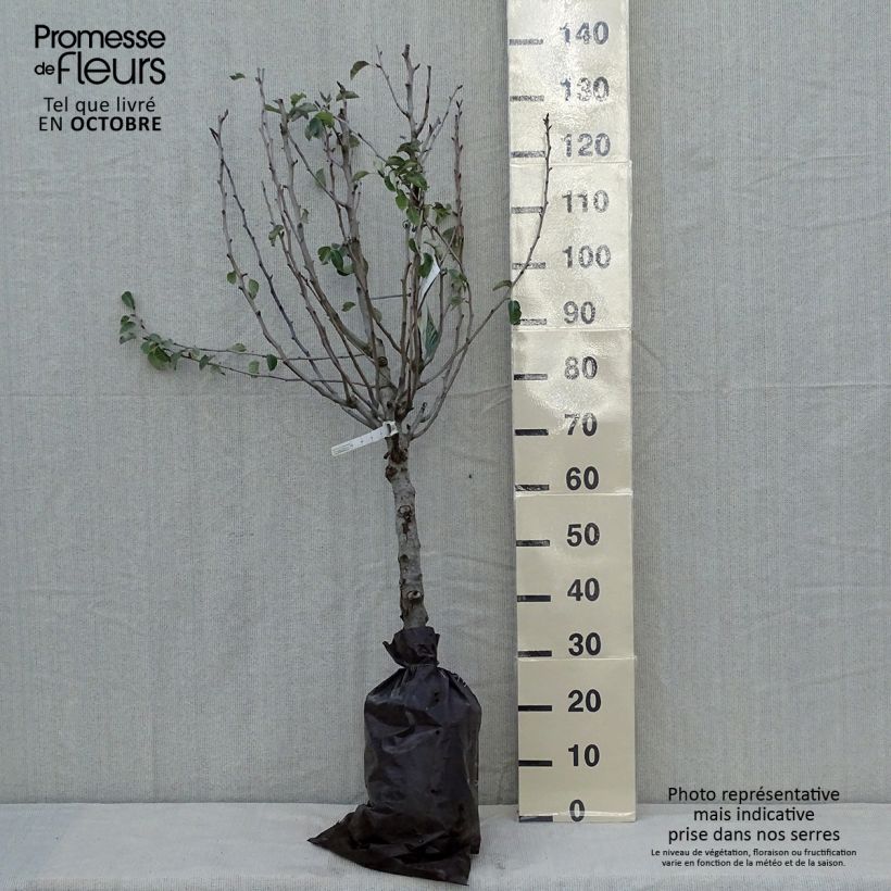 Exemplaar van Perenboom Super Comice Delbard Georges Delbard Plantklare kluit, Kelkvormig zoals geleverd in de herfst